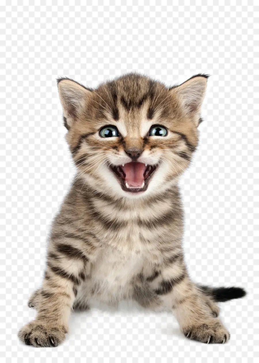 Gato，Gatito PNG