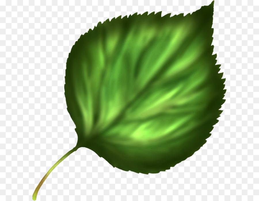 Hojas Verdes，Planta PNG