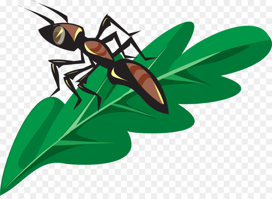 Insecto，Bicho PNG