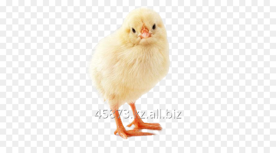 Pollo，Aves De Corral PNG