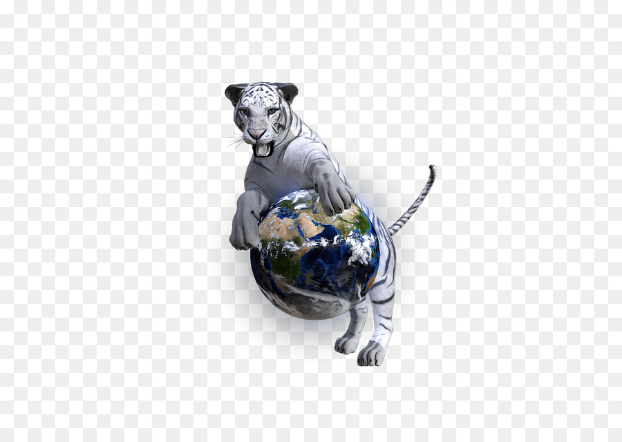 Felidae，Gato PNG