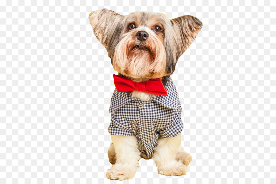 Terrier De Yorkshire，Cachorro PNG