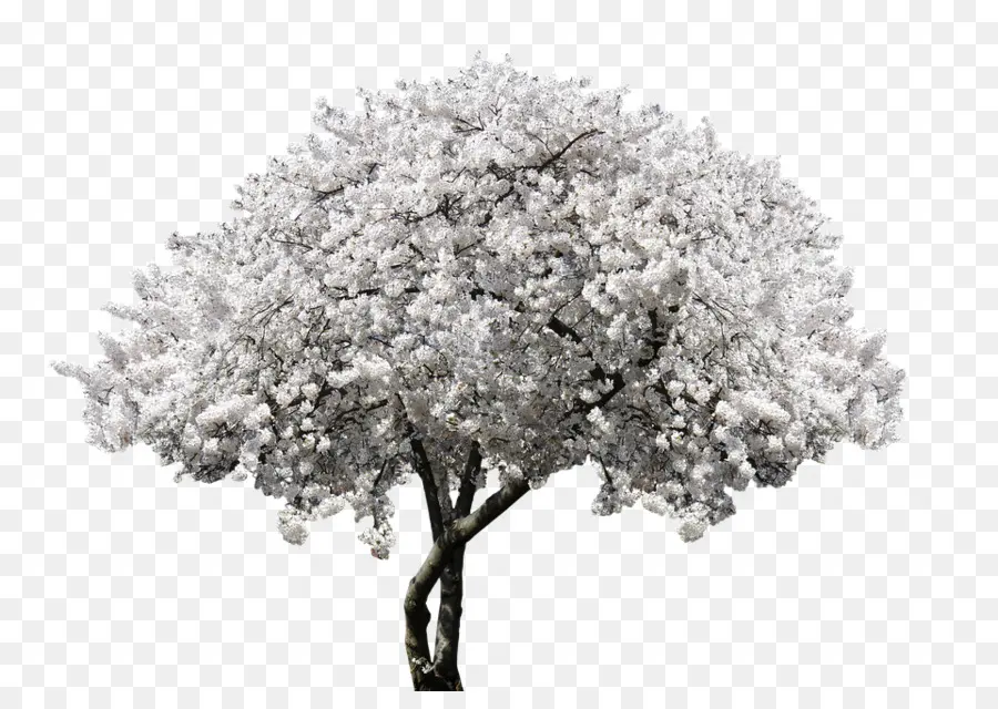 árbol，Flores Blancas PNG