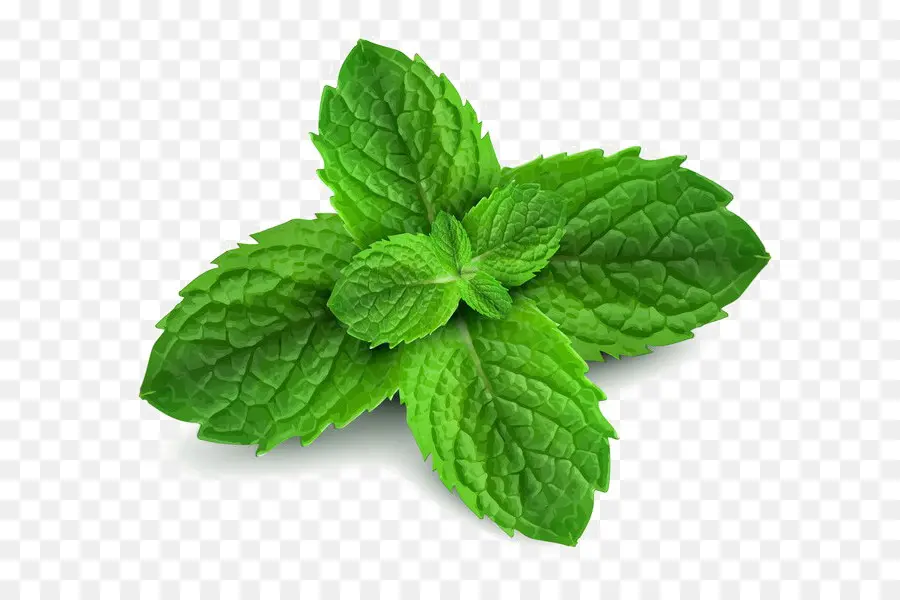 Menta，Menta Verde PNG