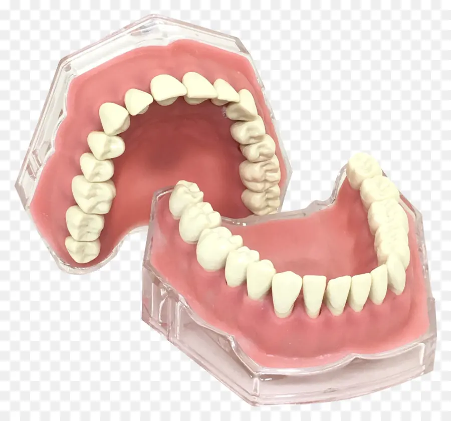 Modelo Dental，Dientes PNG