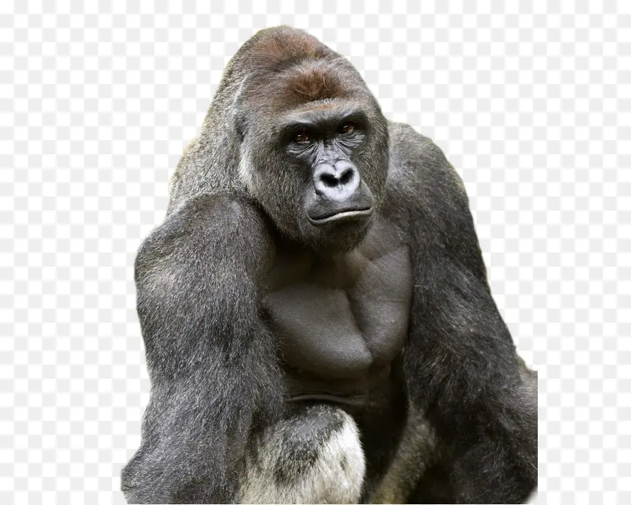 Asesinato De Harambe，Arambe PNG