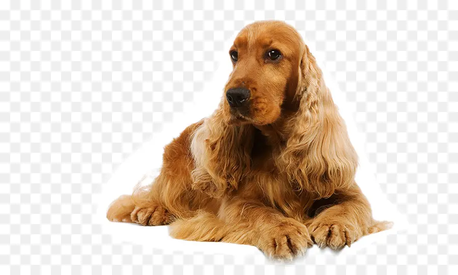 Cocker Spaniel Inglés，Cocker PNG