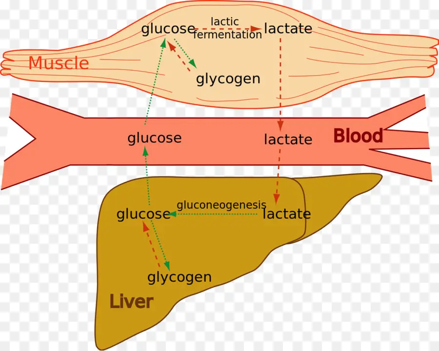 Ciclo Cori，Metabolismo PNG