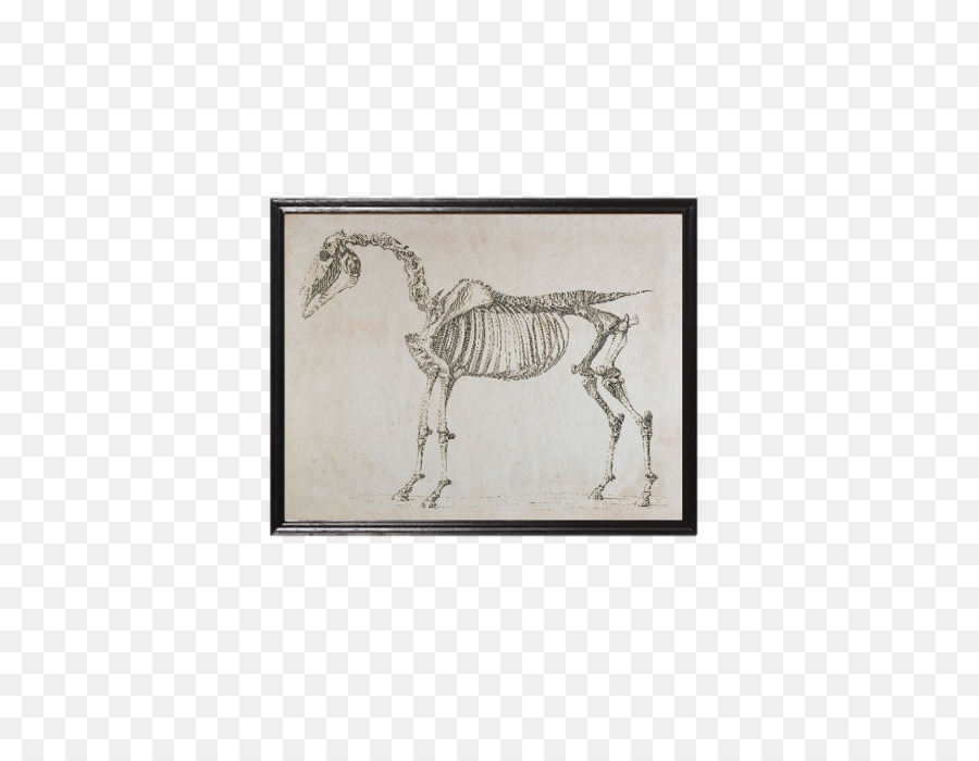 Esqueleto，Caballo PNG