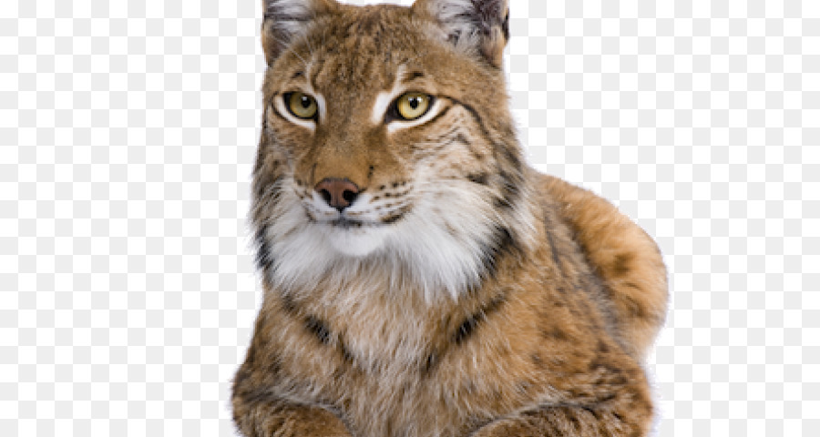 Líntesis，Gato PNG