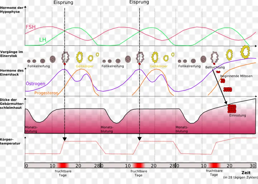 Cuadro Del Ciclo Menstrual，Hormonas PNG