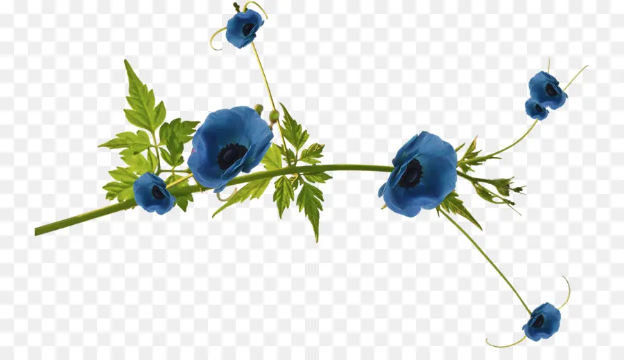 Azul，Flor PNG