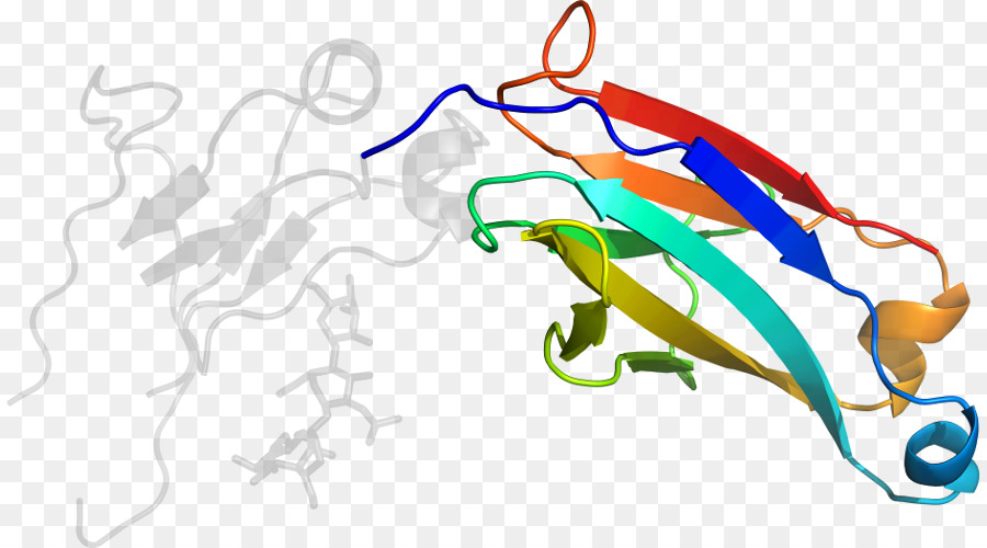 Estructura De La Proteína，Biología PNG