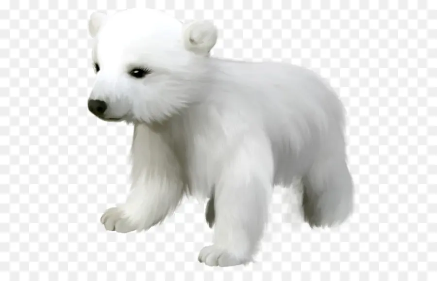 Cachorro De Oso Polar，Cachorro PNG