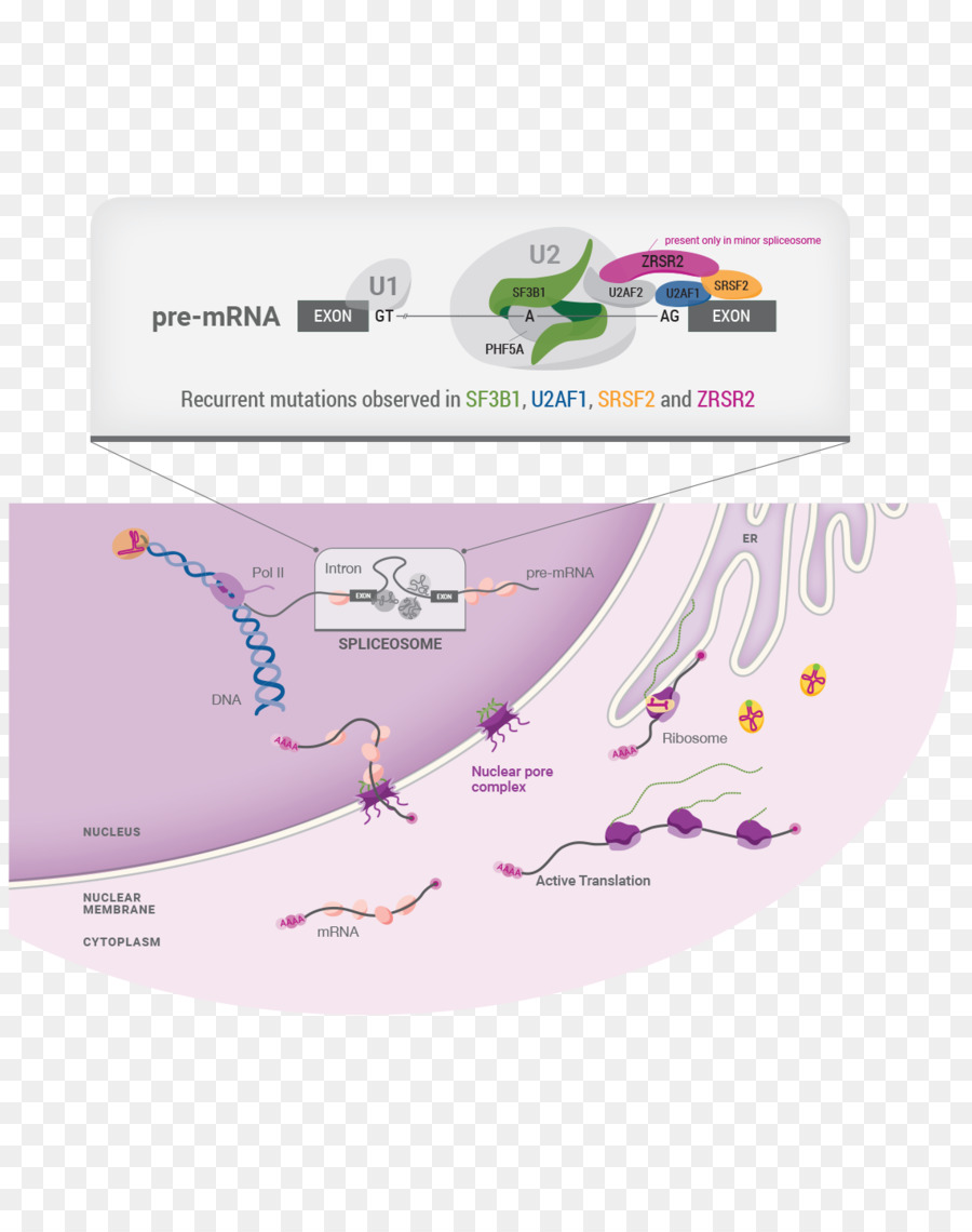 Ciencias Biomédicas，La Biomedicina PNG