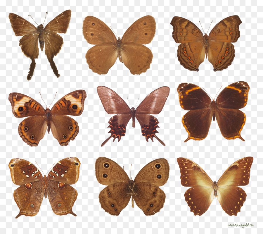 Mariposas Con Pincel，Polilla PNG