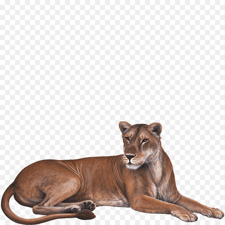 León，Calcomanía De Pared PNG