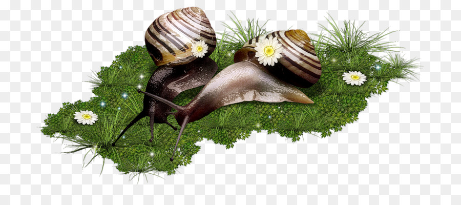 Caracol，Babosa PNG