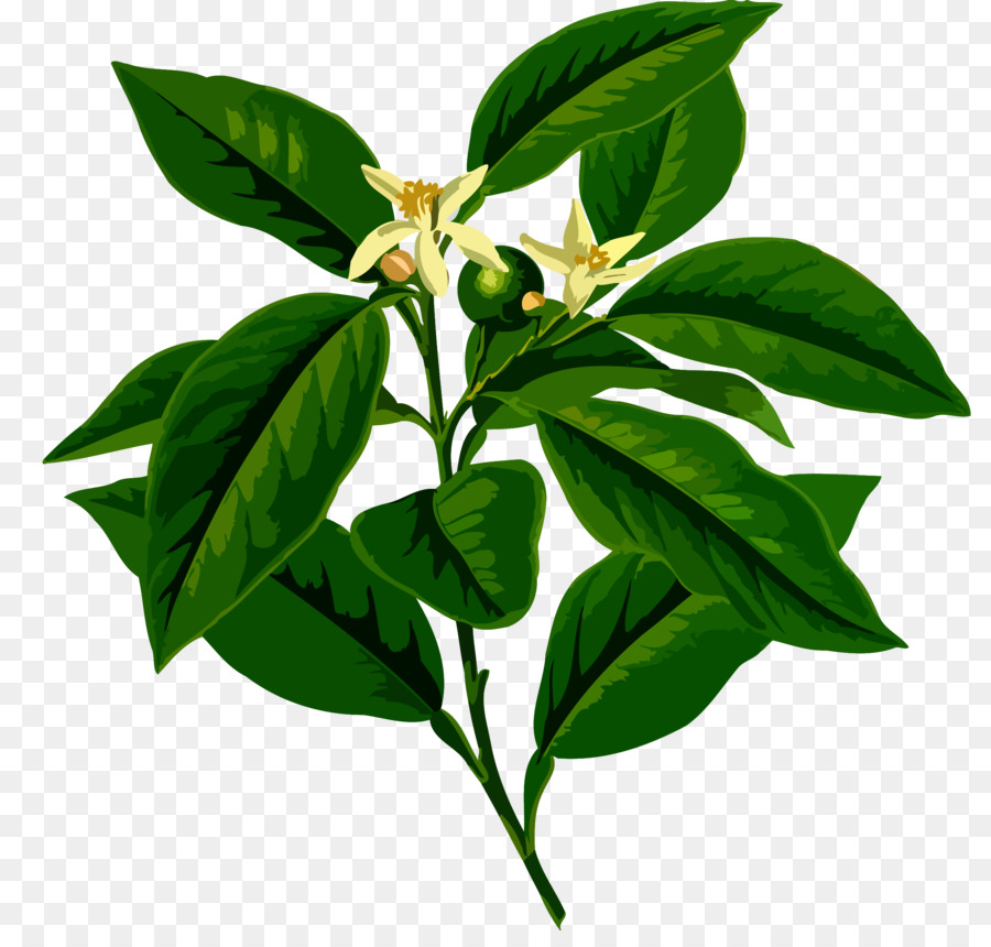 Planta Verde，Hojas PNG