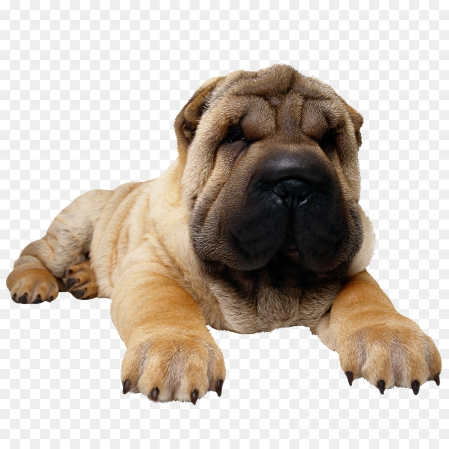 Shar Pei，Cachorro PNG