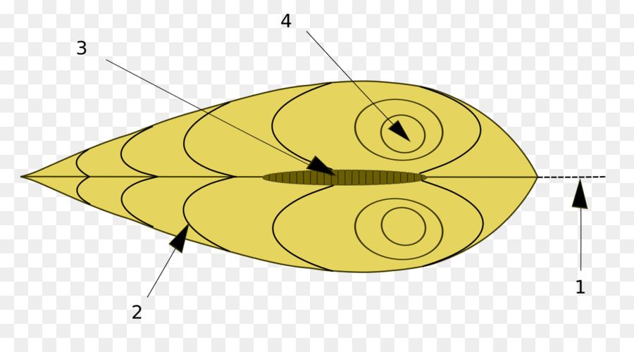 Bivalvia，Concha De Bivalvo PNG