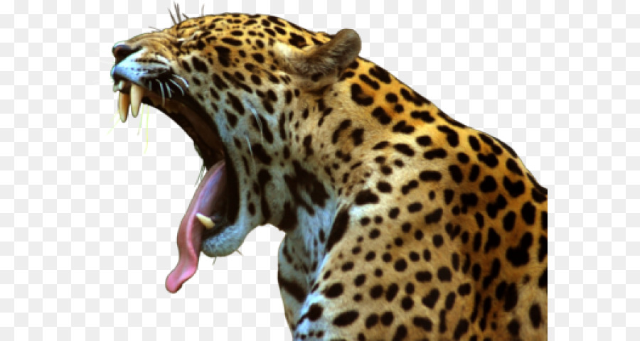 Leopardo，Jaguar PNG