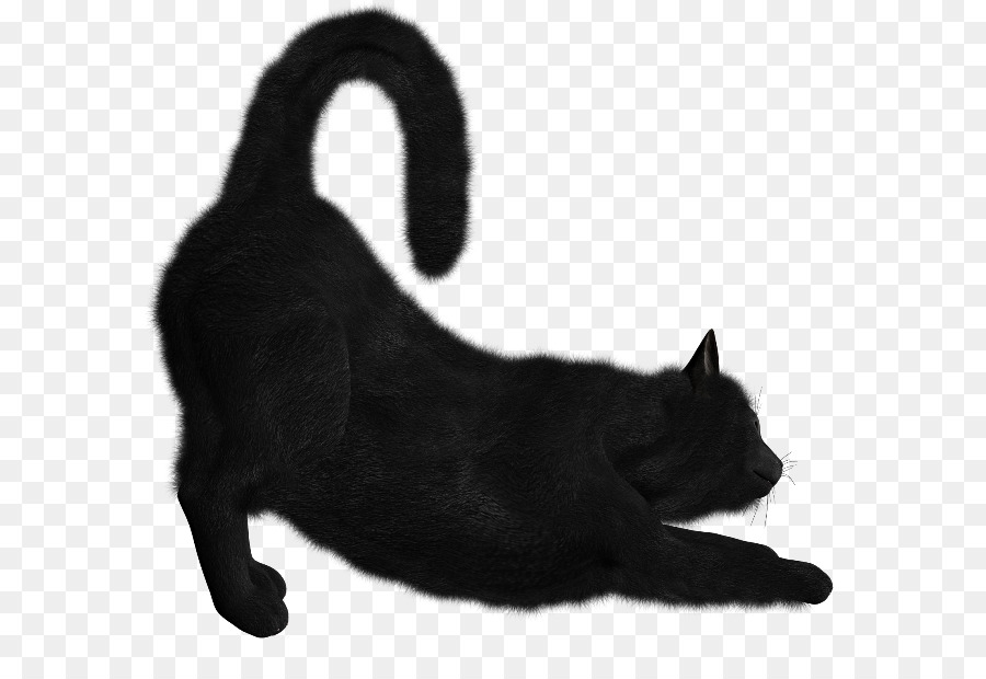 Gato De Bombay，Gatito PNG