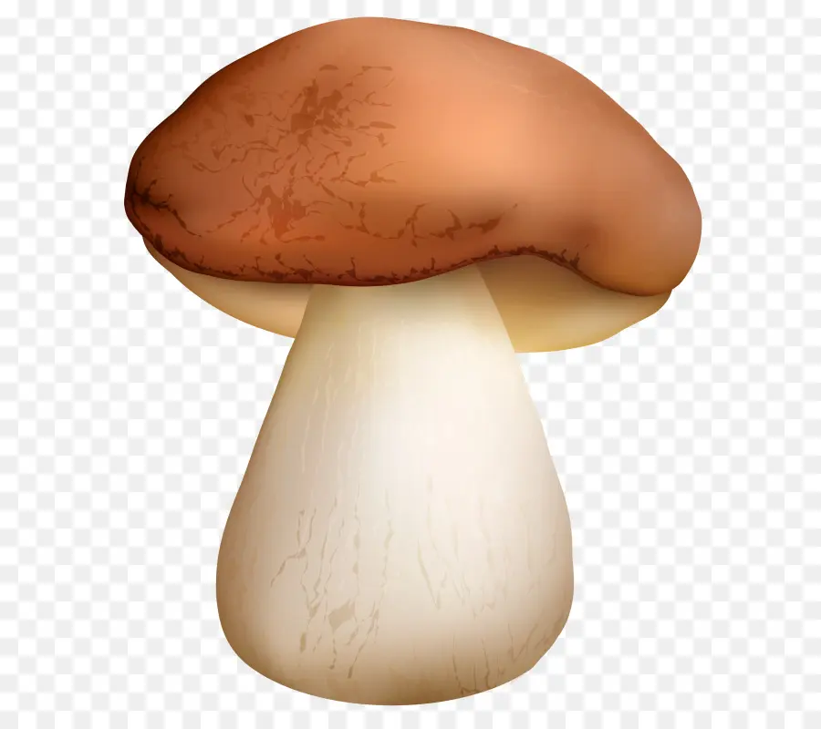 Seta Común，Bollo De Penny PNG