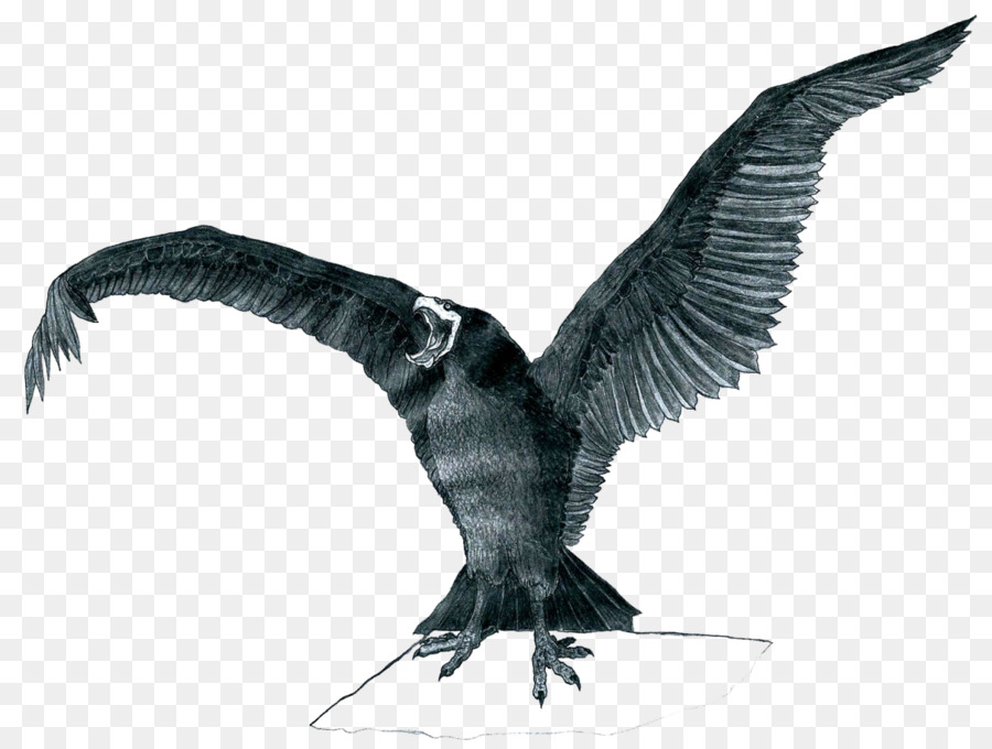 Pájaro，Vuelo PNG