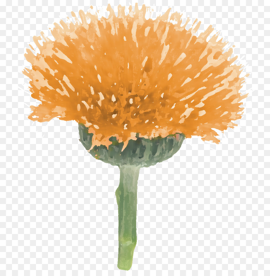 Diente De León，Maceta PNG