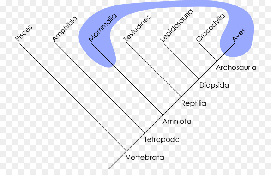 árbol Filogenético，Filogenético PNG