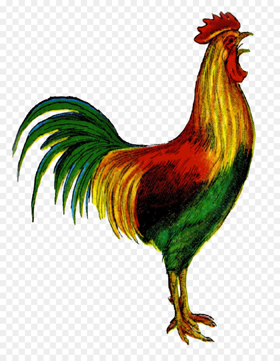 Gallo，Pájaro PNG