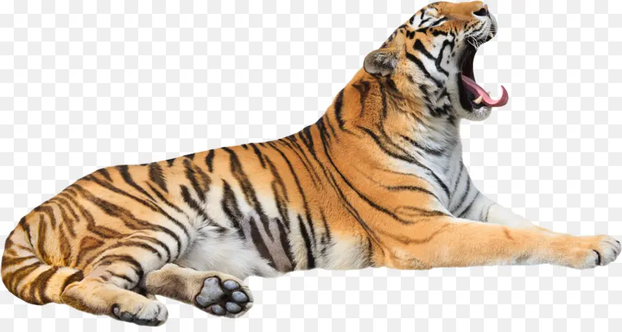 Tigre，Gato PNG