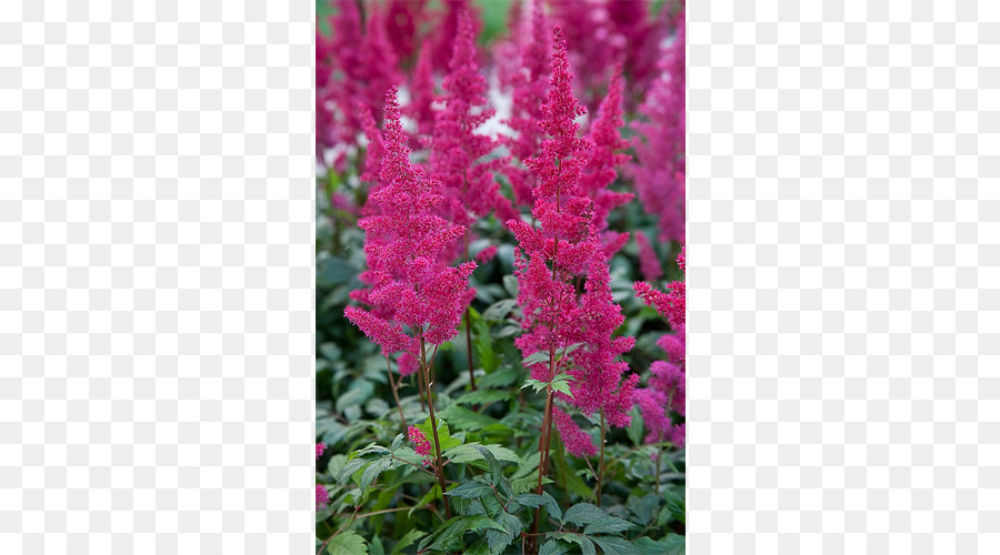 Flores Rosadas，Jardín PNG