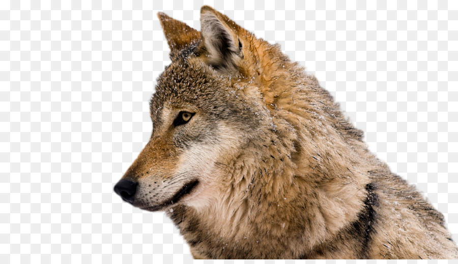 Coyote，Lobo Euroasiático PNG