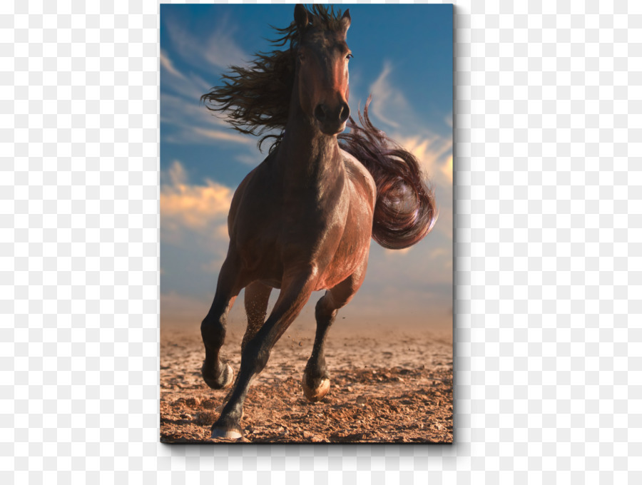 Caballo，Una Fotografía De Stock PNG