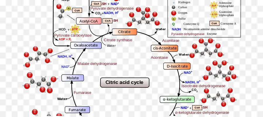 Ciclo Del ácido Cítrico，Respiración Celular PNG