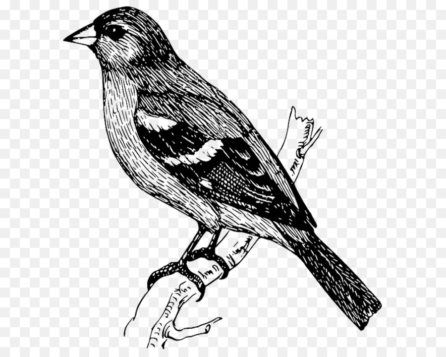 Pájaro，Dibujo PNG