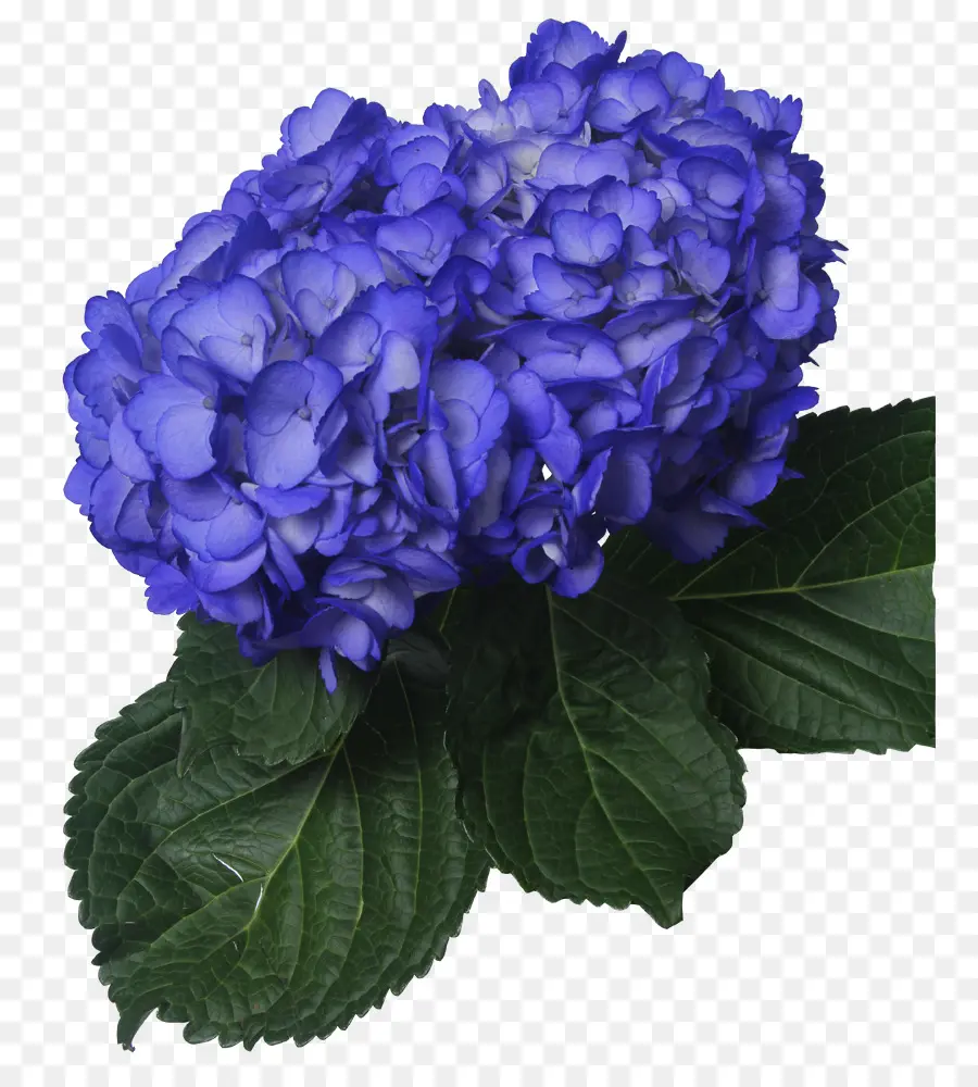 Hortensia，Azul PNG