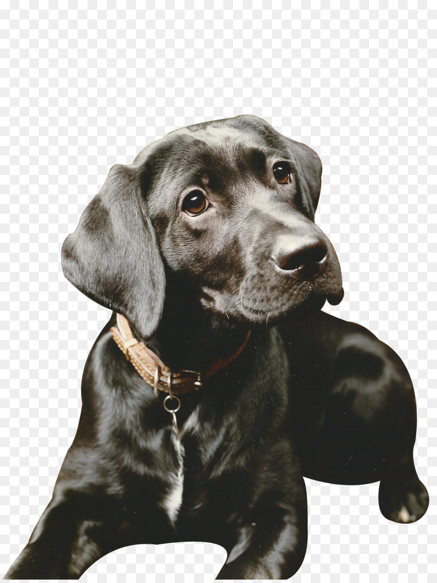 Perro，Mascota PNG