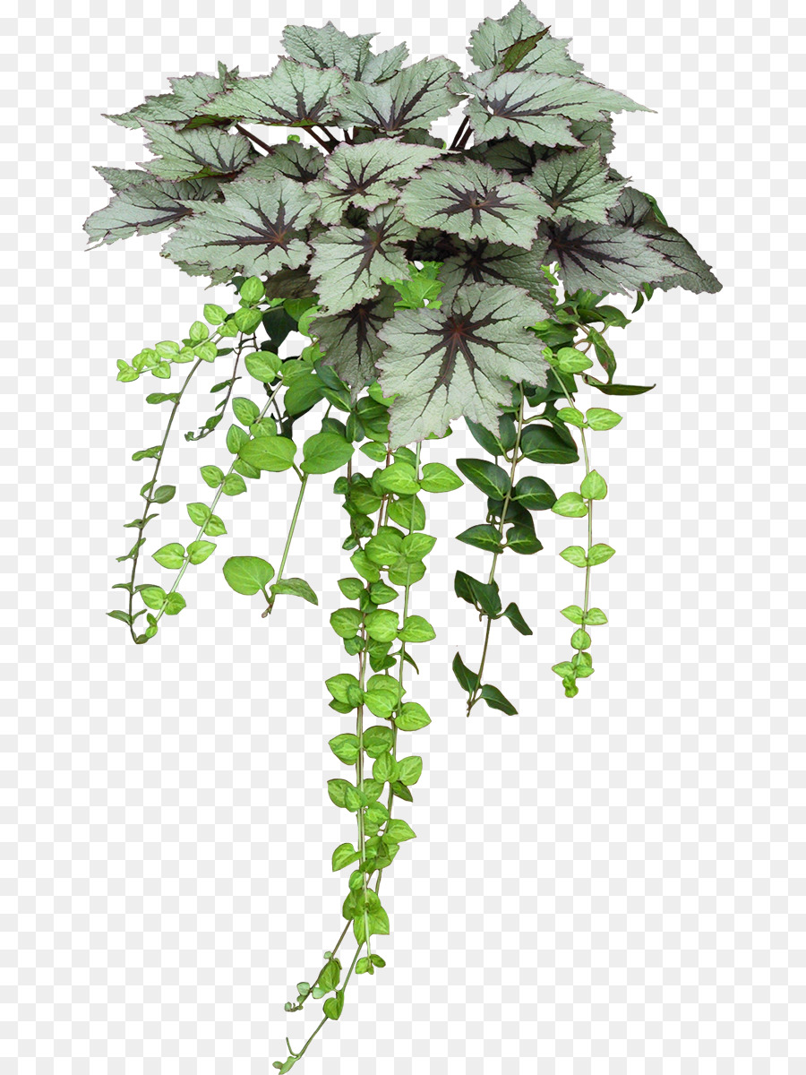 Planta Verde，Hojas PNG