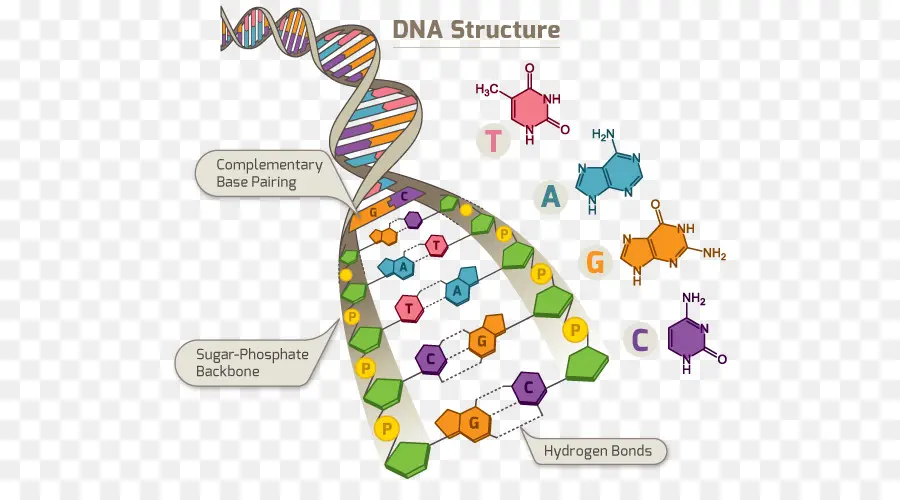 Adn，Proyecto Genoma Humano PNG