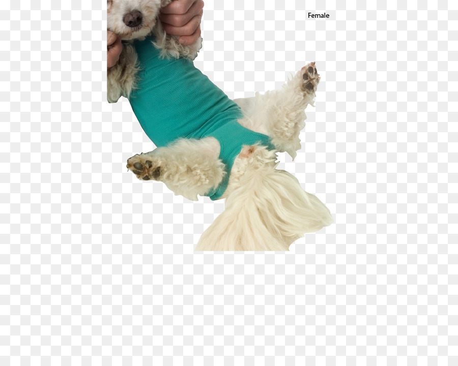 Raza De Perro，Perro PNG