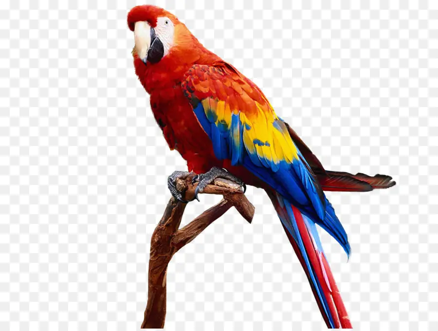 Loro Rojo，Plumas PNG