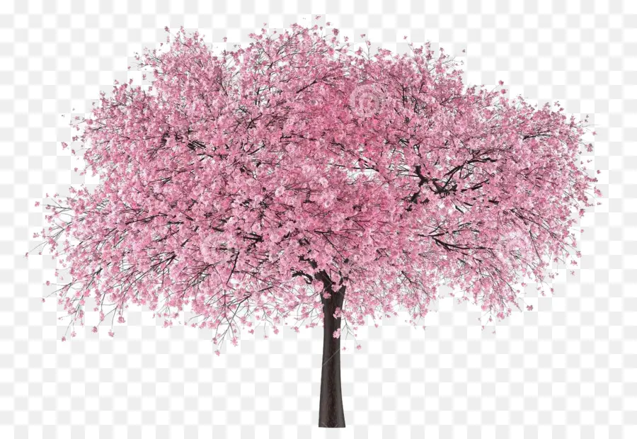 árbol Rosa，Florecer PNG