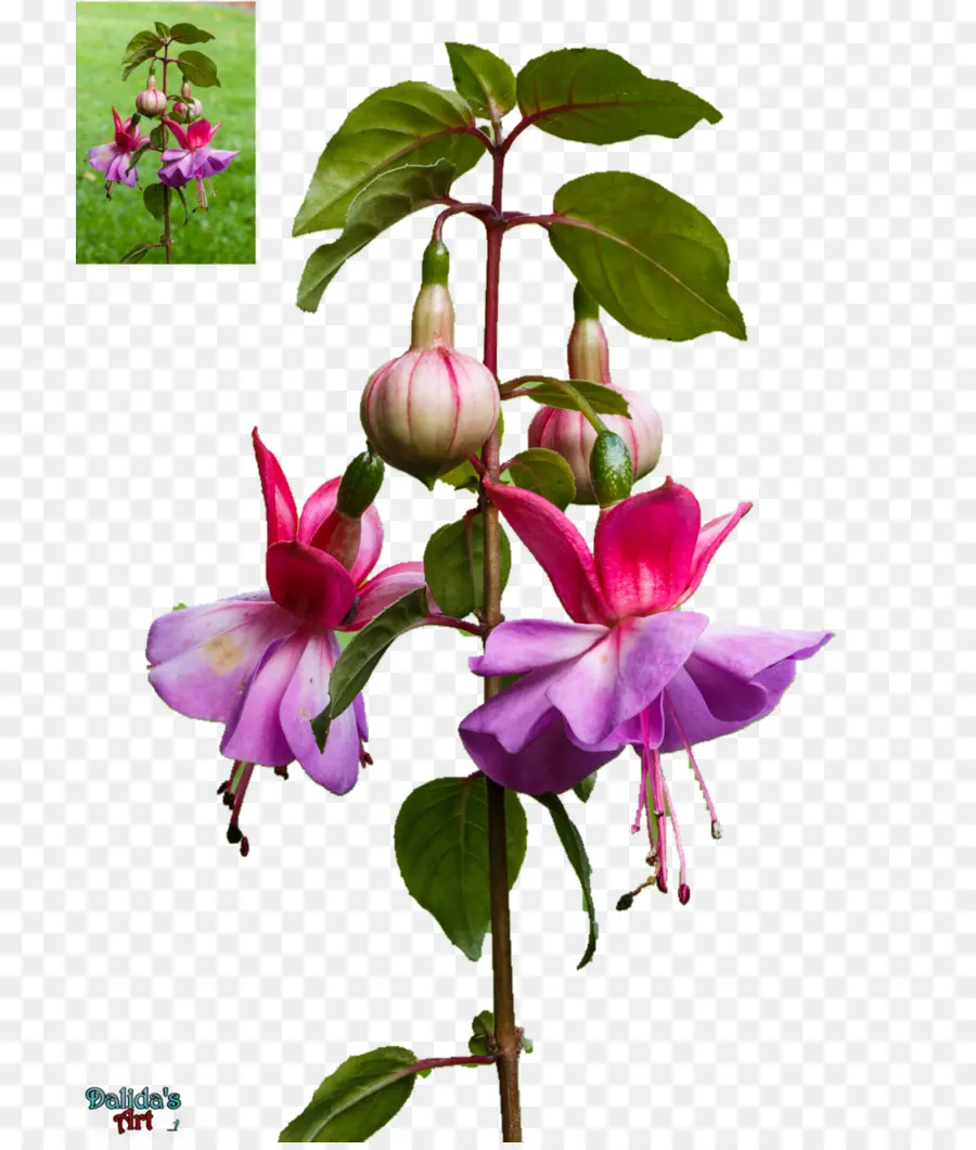 Fucsia，Flor PNG