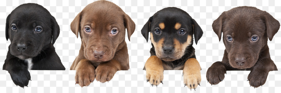 Cachorros，Perros PNG