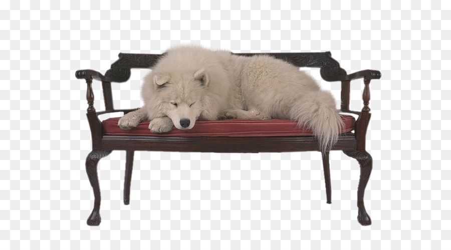 Perro Samoyedo，La Fotografía PNG