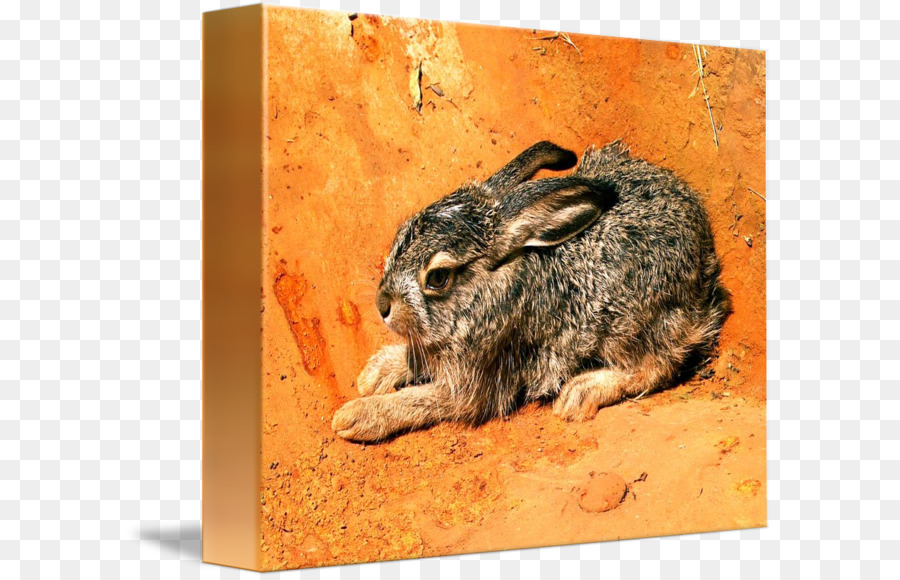 Conejo，Jackrabbit De Cola Blanca PNG