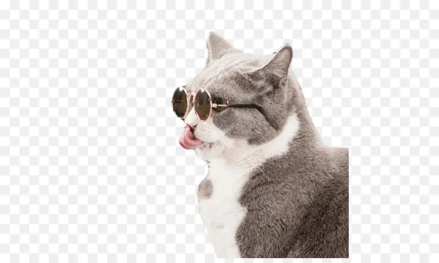 Gato Con Gafas De Sol，Fresco PNG